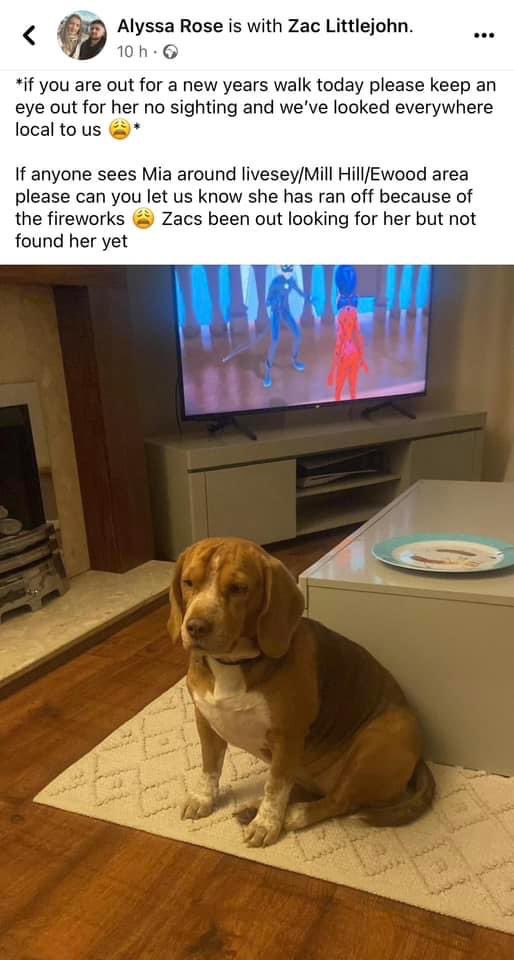 rosiedoc666's tweet photo. MISSING DUE TO FIREWORKS 🧨 plS keep eye out/no sighting and we’ve looked everywhere local to us
Mia lost #livesey/#MillHill/#Ewood #Blackburn been out looking for her but not found her yet
@MillHillJuniors @MillHill_FC @MillHillRFC @TalkOfEwood @ewoodnews @JacquiSaid @bs2510 https://t.co/ONTVGHvrod