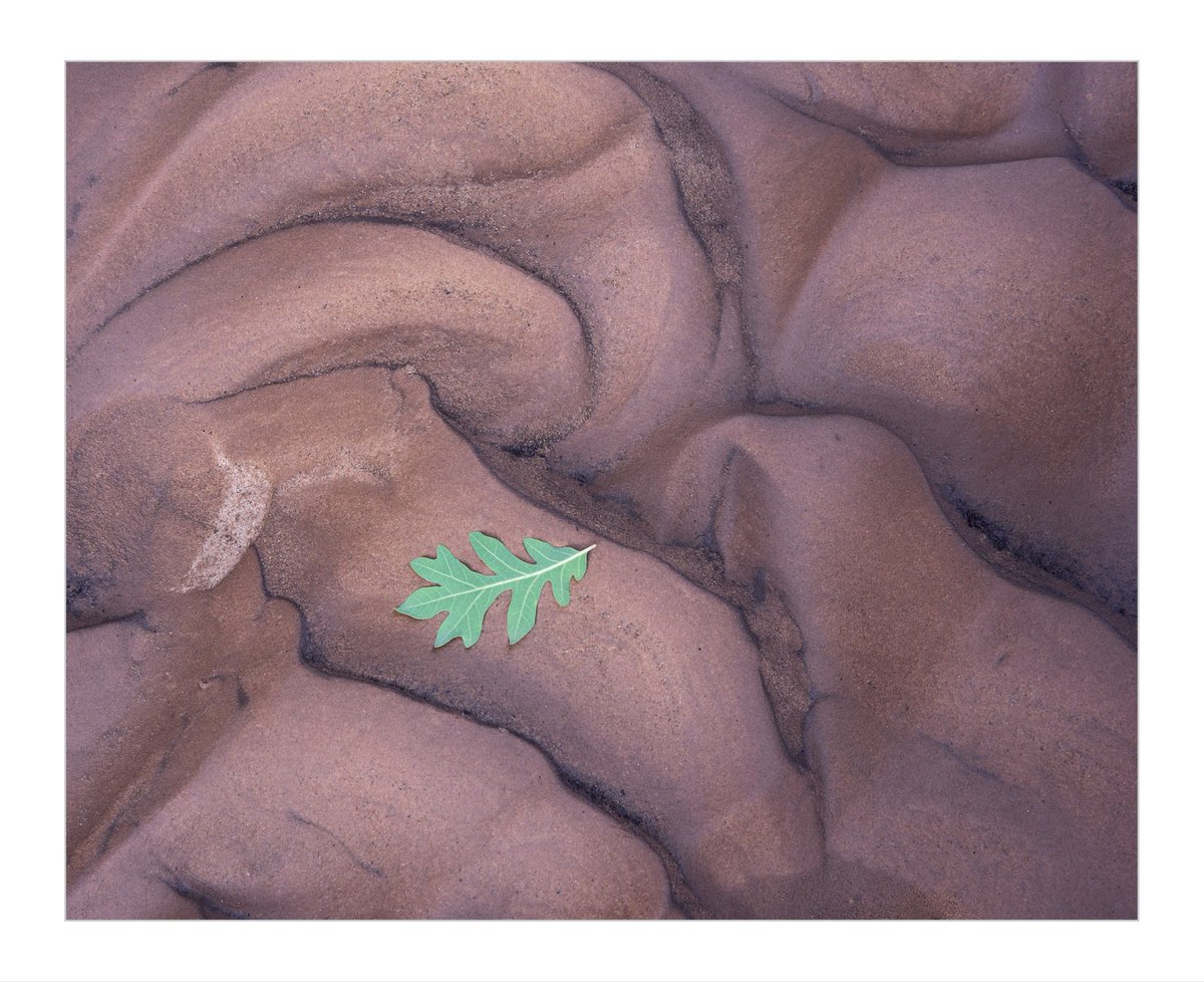pappusrkr's tweet photo. These are one of those images which fulfills my photographic soul. I couldn’t find a better image to share on this first day of the year. Wishing you all a happy, healthy and prosperous New Year. 🎉

#minimal #minimal_captures #minimal_art #pappuwithnature #CloseUp #leaf #Leafs https://t.co/n4Kakwb1ju