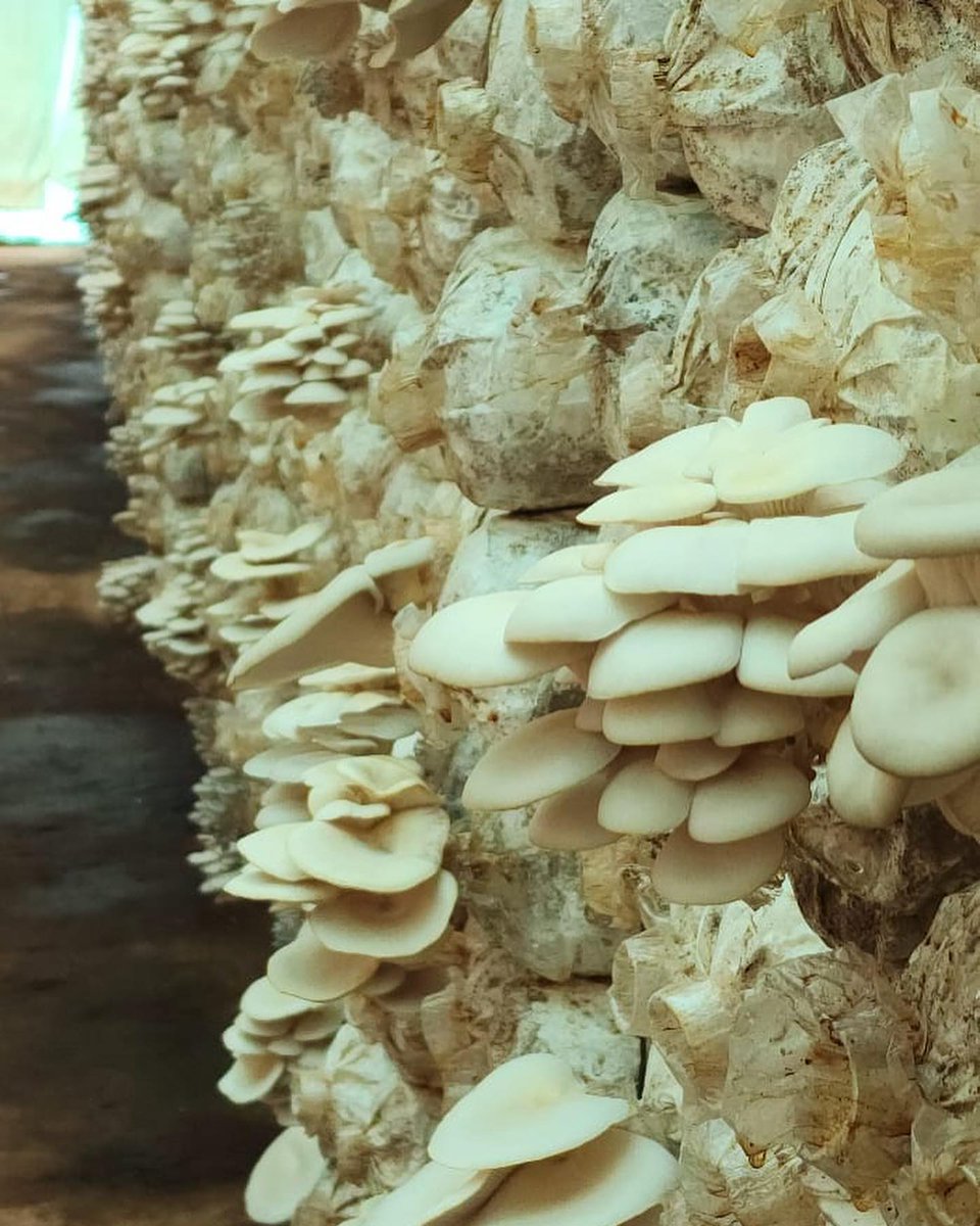 Mushroom farming offers a unique and profitable business opportunity for aspiring farmers.
#Mushroomfarming.
Photo credit