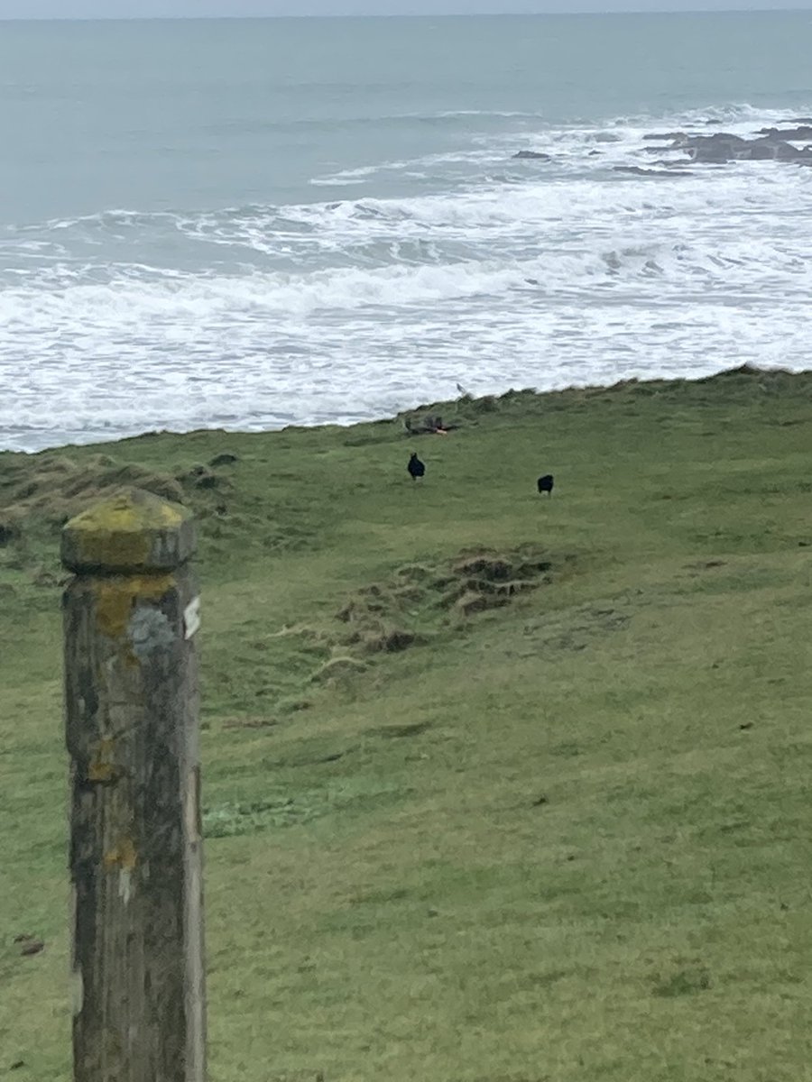 Going away without a camera always seems to turn up the goods. Yesterday a Black redstart right outside the front door and New Year’s Day kicked off with a pair of choughs a stone’s throw from the cottage. Wobbly binoc/phone shot