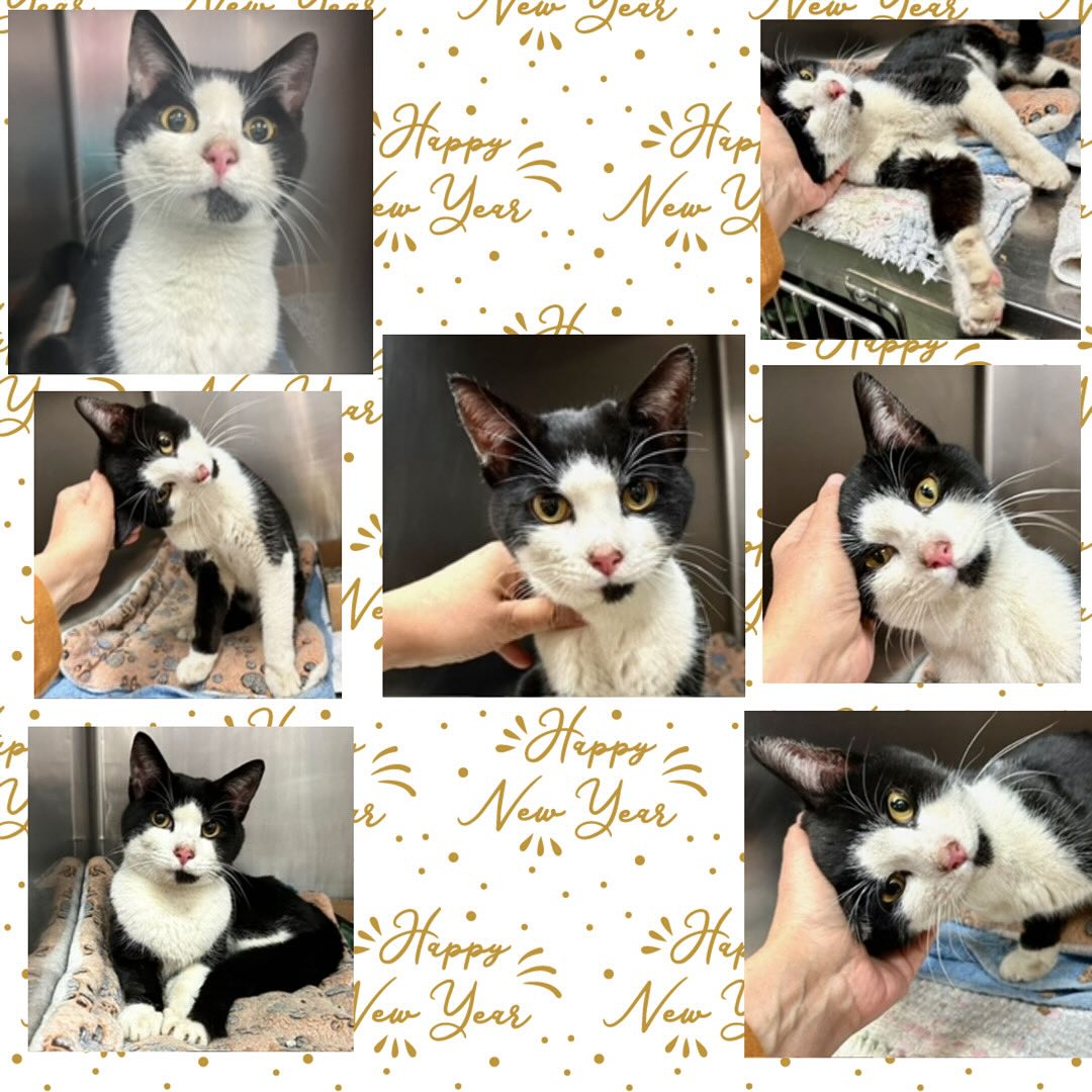 🆘🆘 for Stella 2 yo🆘🆘 in Manhattan ACC with ID 190288 This poor cat has multiple HL injuries 🚨🚨 Right ilium appears to have complete fracture with displacement. Hard palate fracture 💔💔😿😿🆘🆘🆘🆘🆘🙏🙏 Please RT or pledge if you can to save his life 🙏😿 Thank you