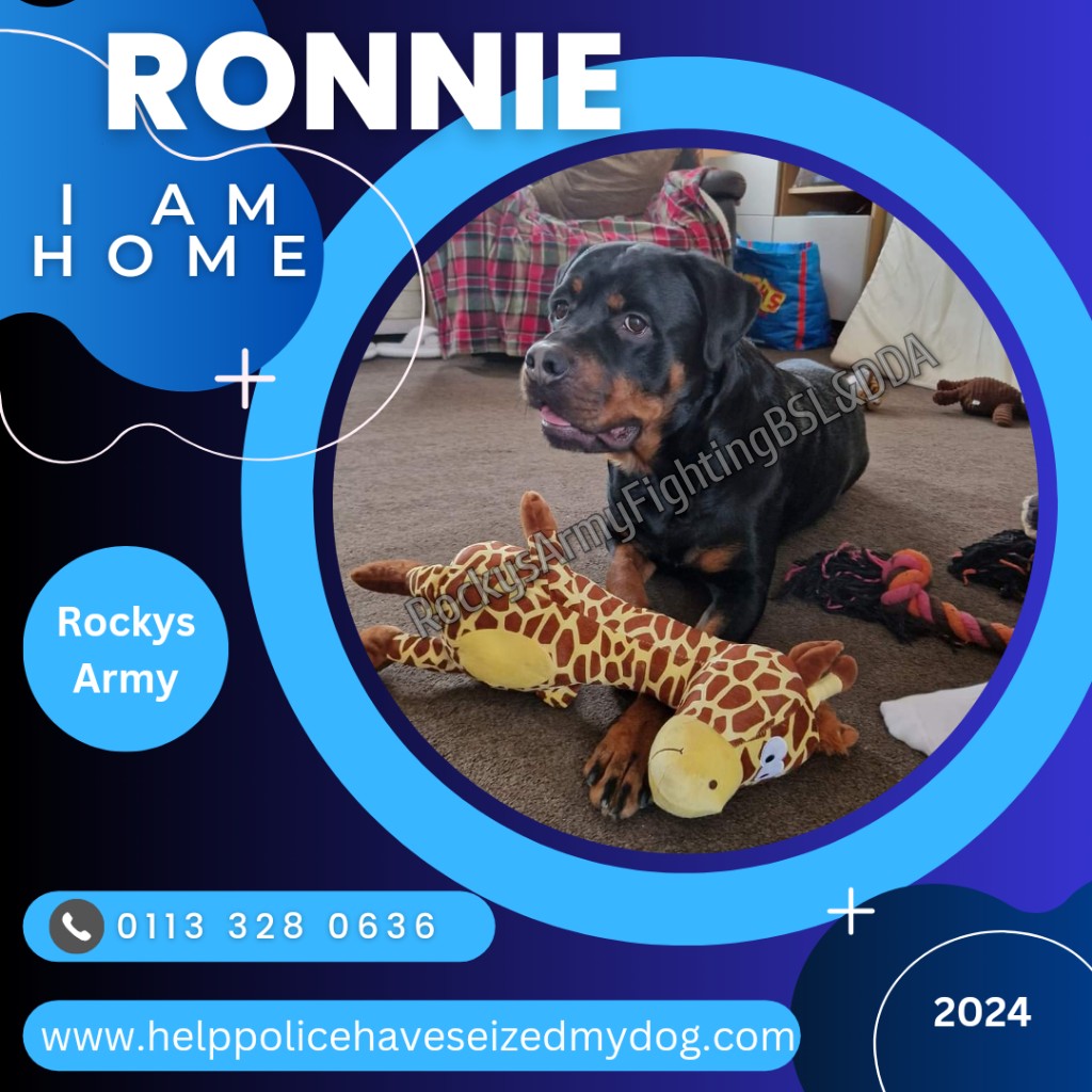 rockysarmyvbsl's tweet photo. We hope you have all had a wonderful Christmas so far and all your beautiful furry friends did too. After what has been a horrendous year for so many we all needed something positive.

Sadly yesterday, despite being Christmas Day we received two new enquiries about dogs seized, one being seized on Christmas Day itself 😪

Please remember to keep a copy of our poster to share and pass on if you become aware of a dog being seized.

Remember if your dog is seized contact us immediately as early intervention can make all the difference.

If your dog is seized by police contact us immediately for FREE confidential advice and remember DO NOT SIGN anything without seeking advice first.

Telephone: 0113 328 0636

Email: policeseizedmydog@gmail.com

Website: https://t.co/EyJaMa1lWl

#rockysarmy