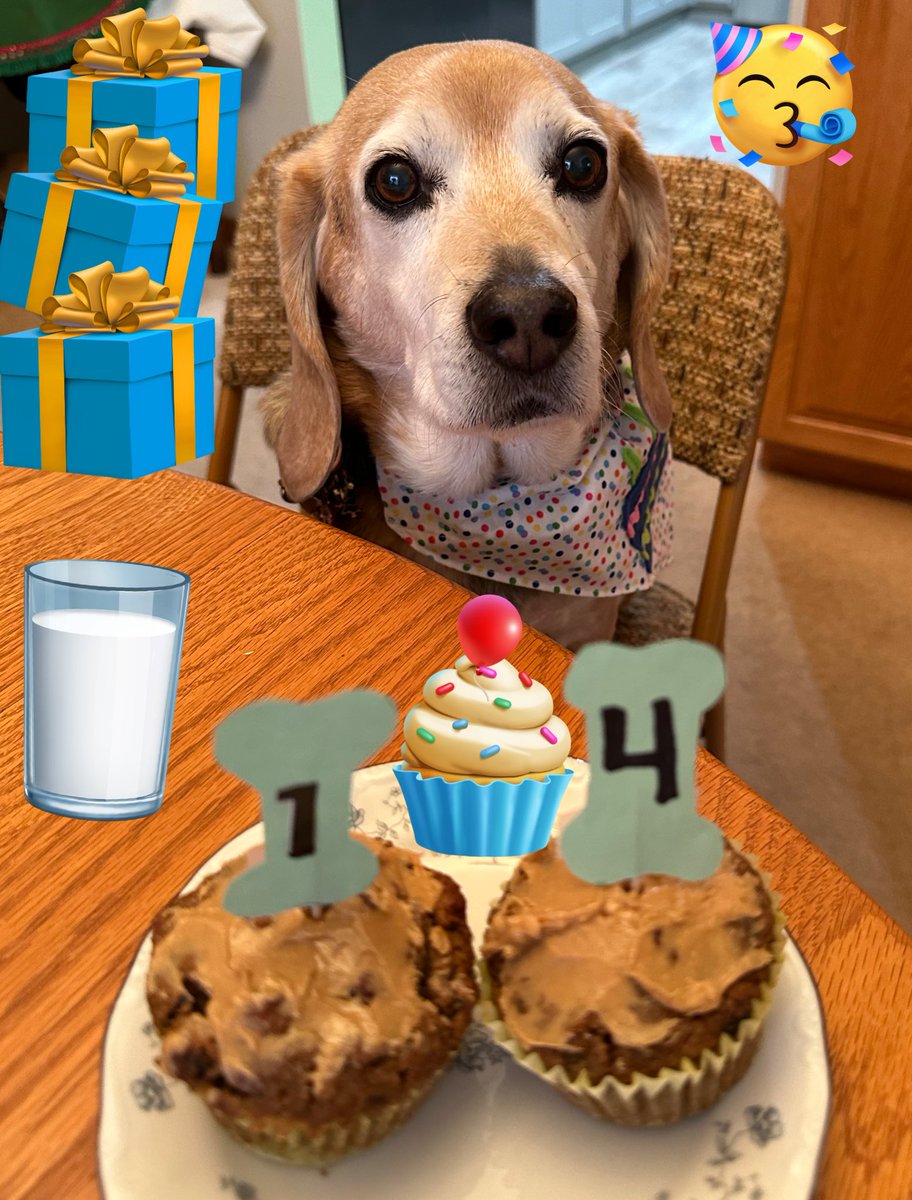 Happy New Year 2024 pals!!🎉🎉Today is me 1️⃣4️⃣th Birthday!! To start the year off right &amp; to cerebrate my big day we are donating to #BFP &amp; helping Lola <a href="/LolaPatolla/">Lola Patolla</a> <a href="/RescueCoop/">Rescue Coop</a> with items on her wishlist!! C’mon let’s go eat some cake &amp; have some fun!! 🎂🍰🧁🎉🎊🥳 #BirthdayBoy