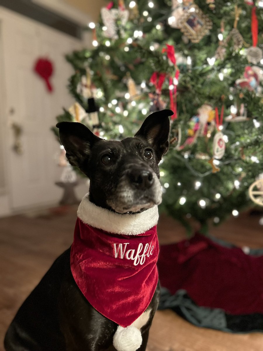 lsears77's tweet photo. @bunsenbernerbmd Waffle!! Rescued after someone surrendered her pregnant two years ago. https://t.co/nds1ZedQnZ