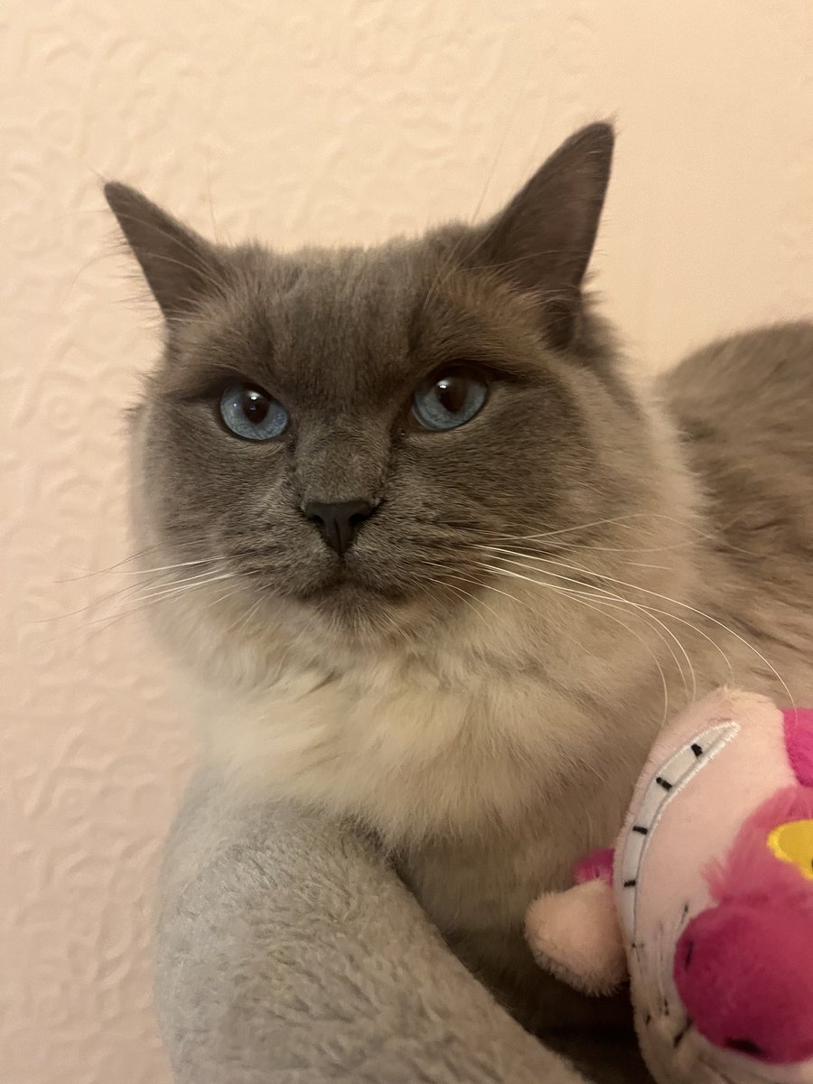 Elizabeth Radcliffe and Boots the Cat tweet media