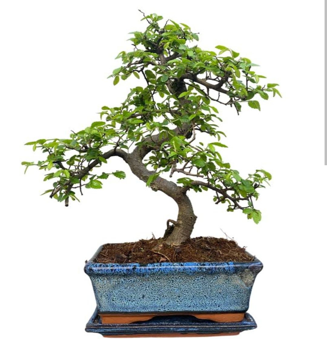 Here's a virtual bonsai tree as an office warming present on the official first day of your new job. Congratulations again @FFW_CEO