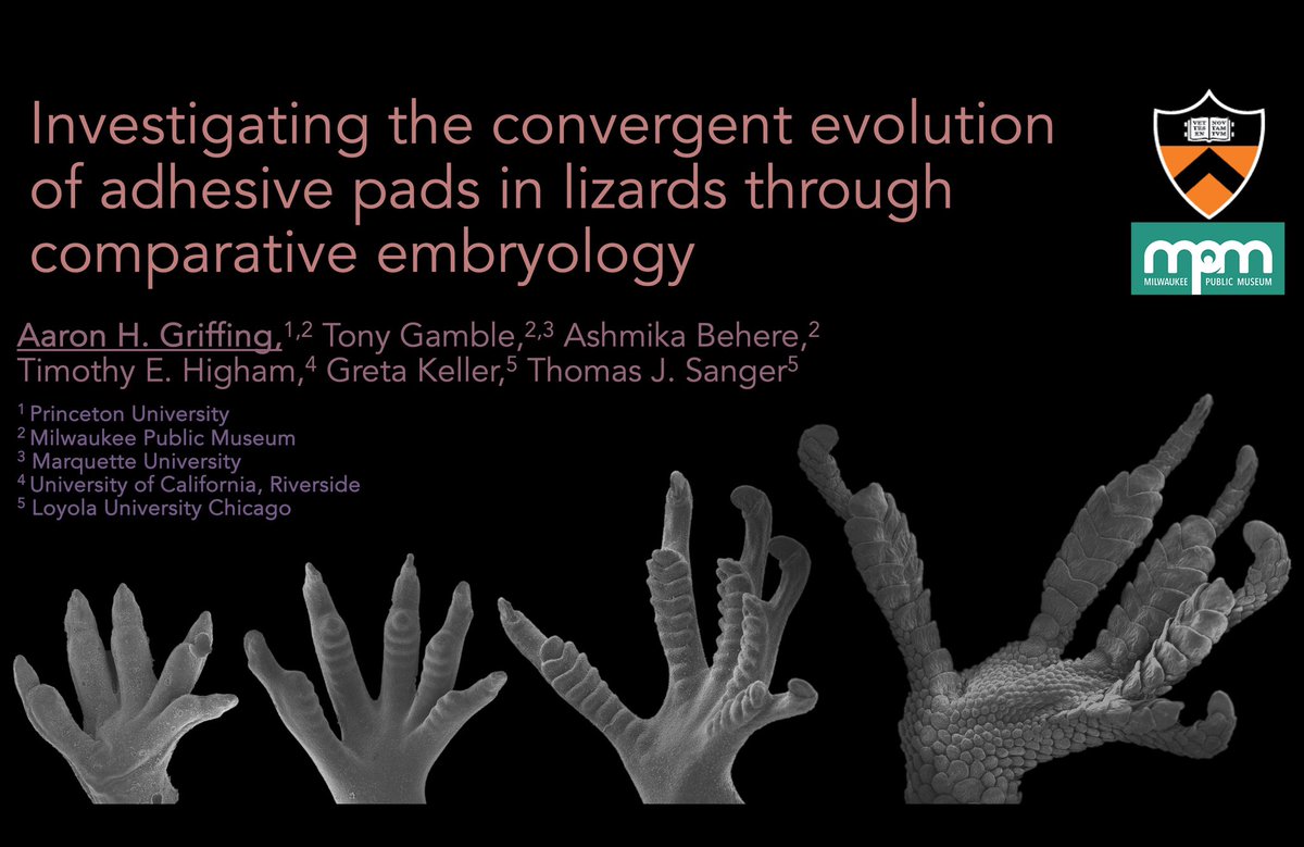 Hey #SICB2024! I’m stoked to attend my first in-person SICB as a part of the symposium “Convergent Evolution Across Levels of Biological Organization, Organisms, and Time.” Check out my talk on #evodevo of #lizard digits at 8:30am on January 5th in Ballroom B!