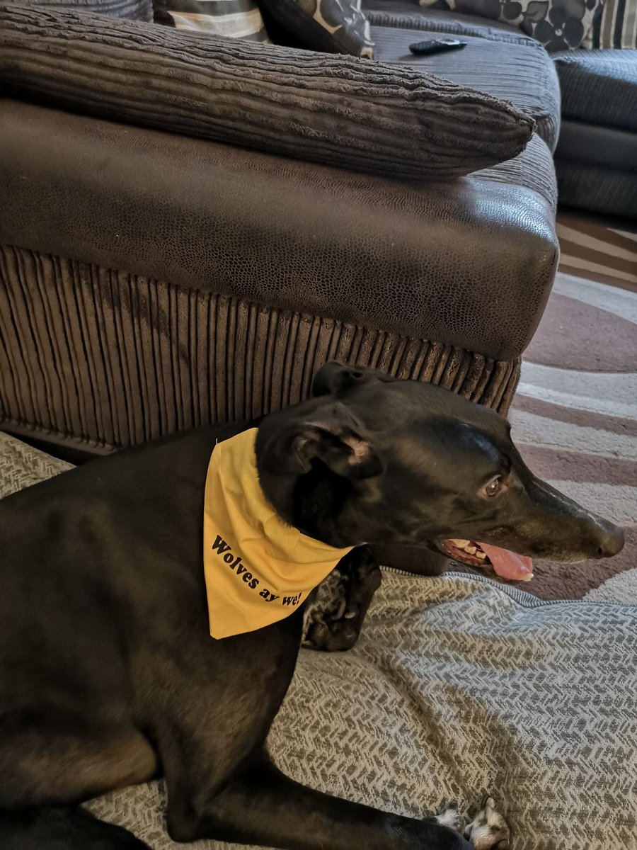AdamTimmins5's tweet photo. @OGold80 Can't go wrong with a greyhound, very low maintenance and fit easily into family life. https://t.co/DDrPnyLJ7r