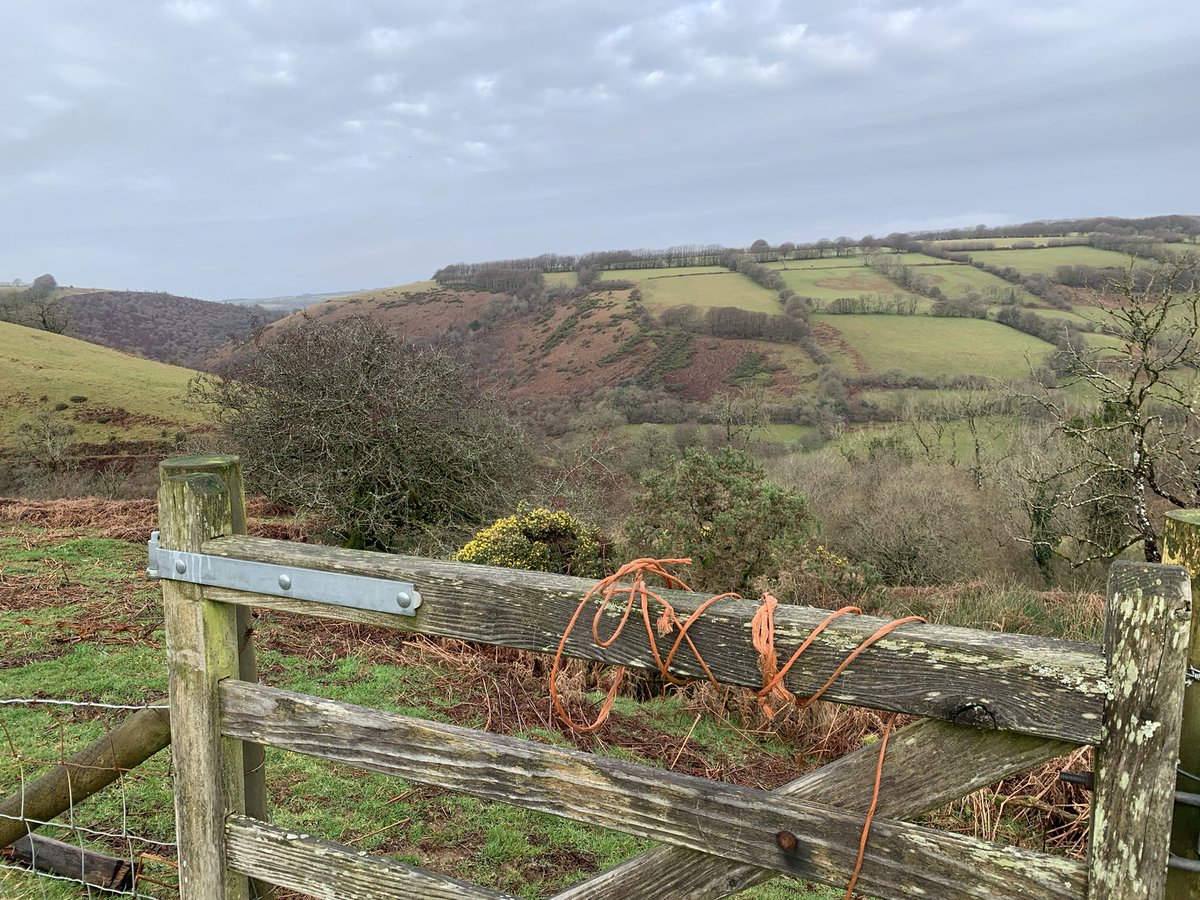 A walk to Exford to the Crown. Lots of locals drinking in spite of heavy nights at their parties last night.
I saw a gate on fire &amp; a MF250 with a charming face.
Happy New Year from my beloved Exmoor.