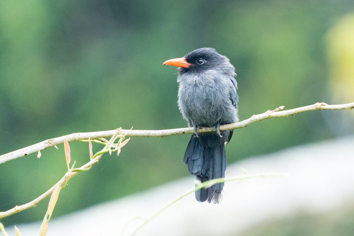 TenacityPursuit's tweet photo. Happy new year ! From the archives dispatches continue // Photo by Dave Katz @TenacityPursuit // We saw quite a few  Black-fronted Nunbird (Monasa nigrifrons) during my assignment in Peru's Amazon but I only managed to photograph them once or twice #bird #conservation #Peru https://t.co/dnKz3XFP32