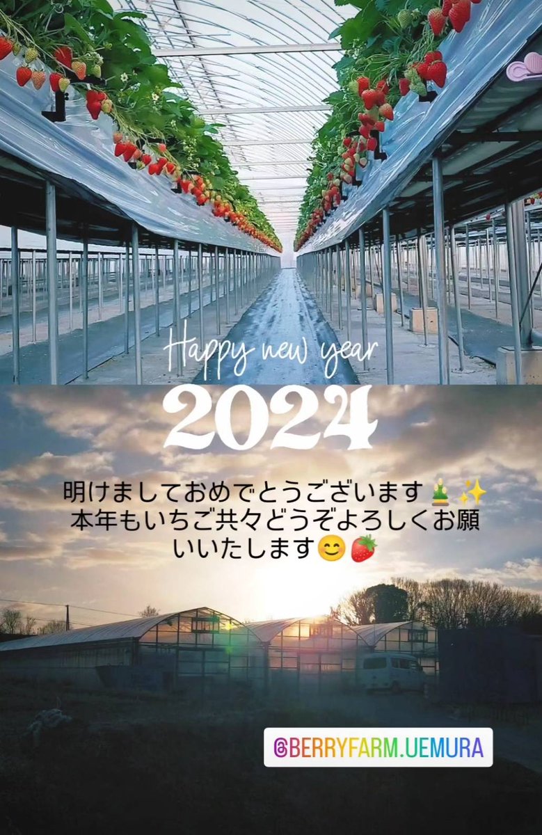 明けましておめでとうございます✨
本年もどうぞよろしくお願いいたします😊🍓

#いちご
#イチゴ
#苺
#いちご農家
#いちご大好き
#紅ほっぺ
#章姫
#おいＣべりー
#やよいひめ
#2024年
#ベリーファームうえむら
#加古川市