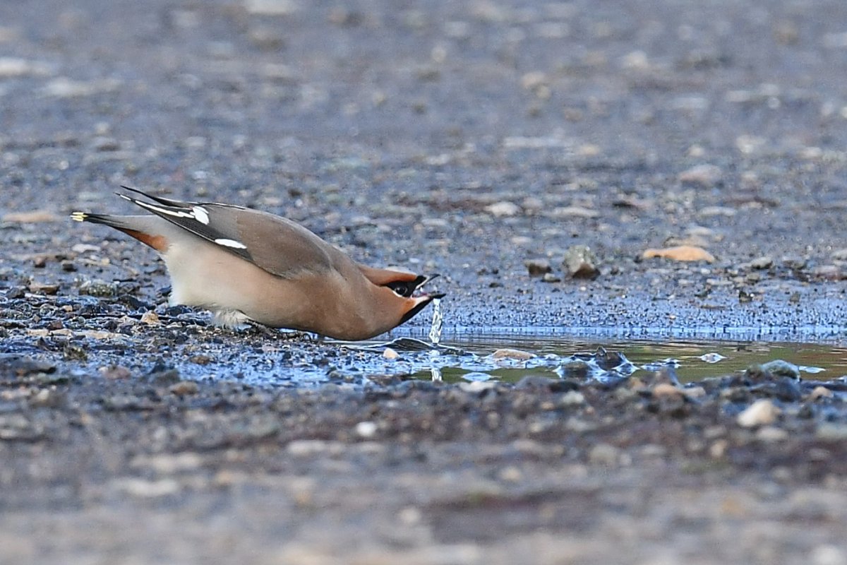 Eight Waxwings still present at Edwalton this morning so went down for seconds and a Happy New Year tick!