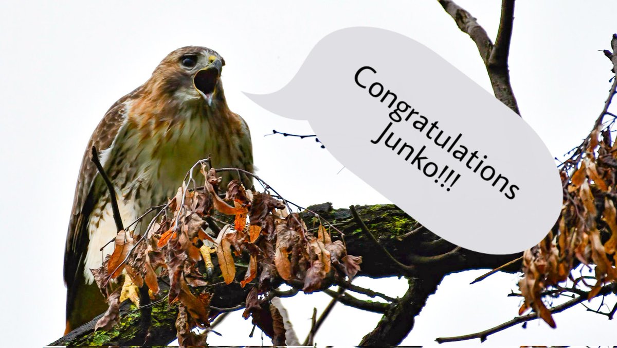 New York County Birders tweet media