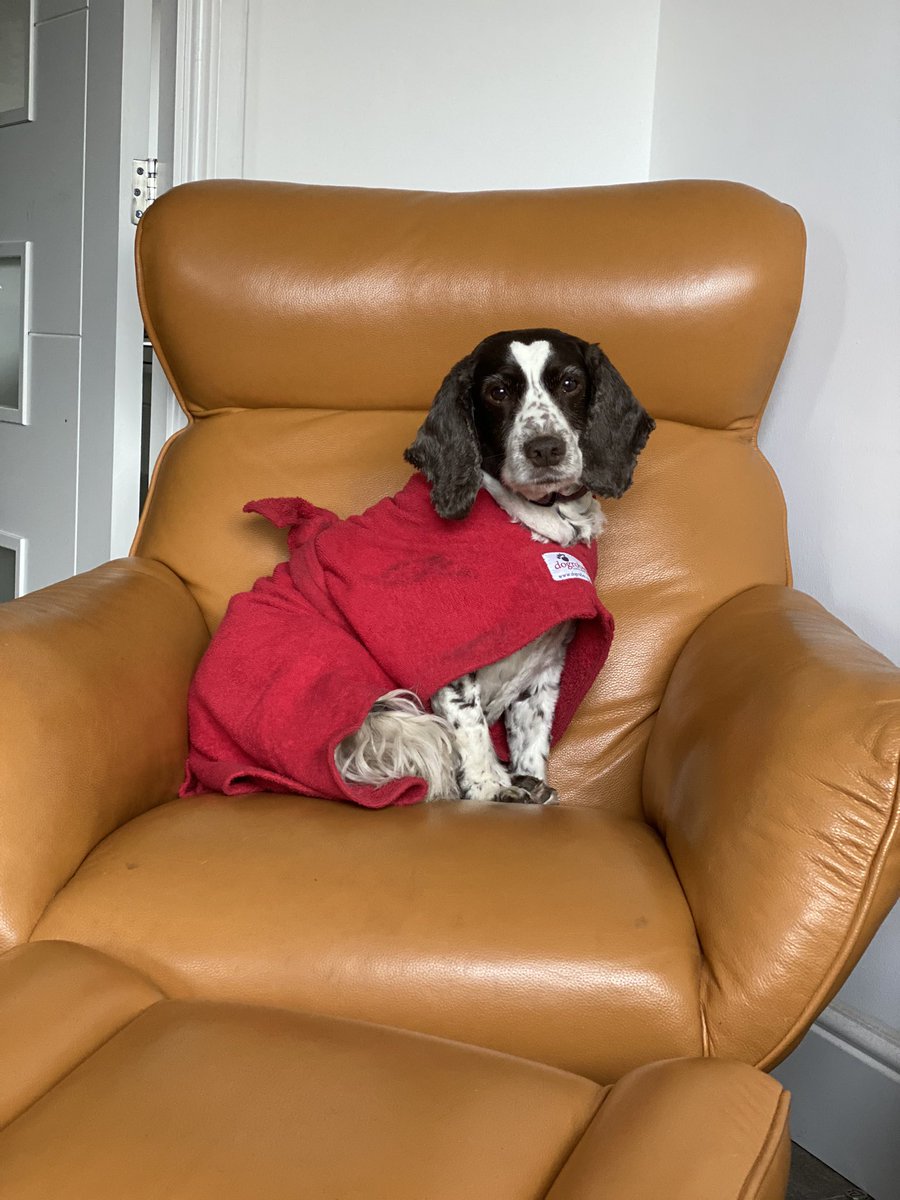 SpanielsSuper's tweet photo. @Roxy_Indie @dogrobesuk Very smart
I have the red one
Snoopy had a red one too
#VeryComfy https://t.co/Pe57ENIoUA