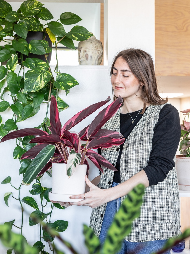 Houseplants aren't just decor; they're happiness in every leaf. 

Discover the simple pleasure of building &amp; nurturing your own botanical oasis, where each plant radiates positivity and sparks joy in your space.

Elevate your surroundings with the magic of nature indoors.