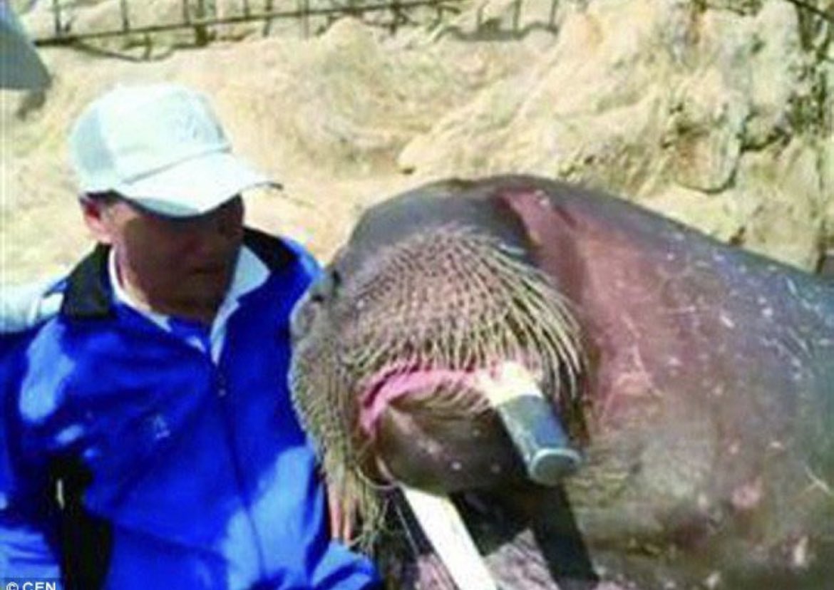 In 2016, Jia, a man from China, had a daring plan to take a selfie with a walrus at Yeshanko Wildlife Zoo in Weihai. Regrettably, this choice resulted in a tragic incident when the walrus attacked Jia, pulling him into the water. 

Despite a courageous effort by a