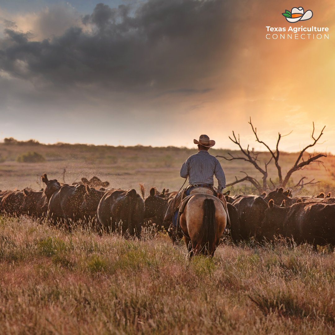 Texas Agriculture Connection tweet media
