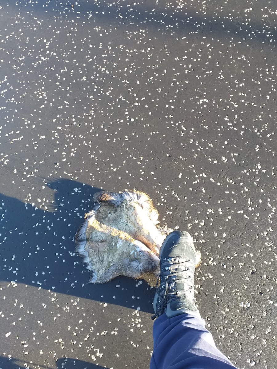 LiteraryCorstorphine tweet media