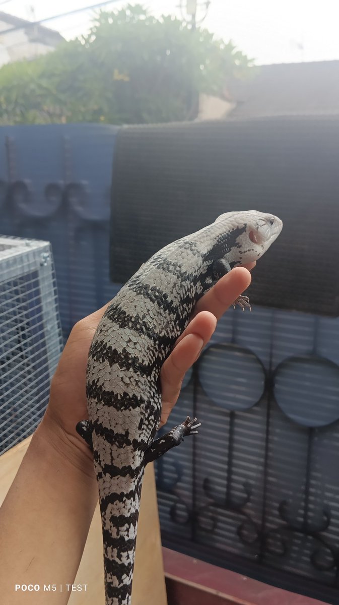 Lucunya siapa yg mau?

#lizard #bluetongueskink
