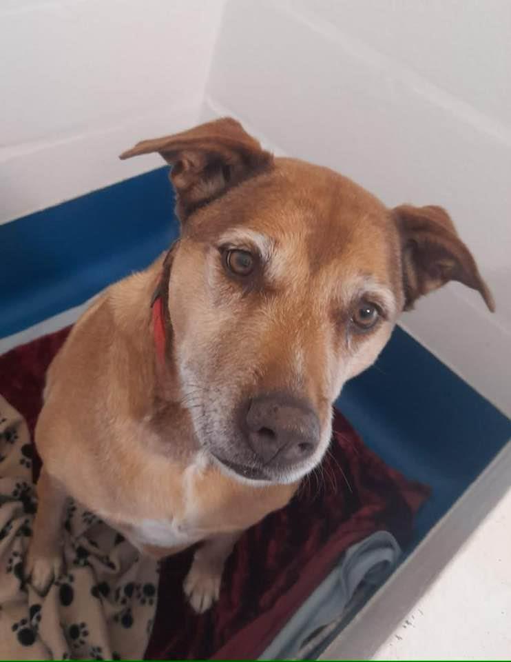 Please retweet to help Nami find a home #LANCASHIRE #UK Beautiful Labrador aged 9. Given up by her owners as they no longer had time for her 💔 She can live with children aged 10+ as the only pet in the home. DETAILS or APPLY👇 bleakholt.org/lancashire-ani………… #dogs