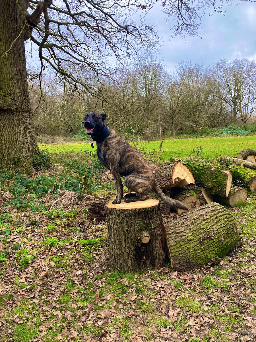 Happy New Year! 🎉 

#2024NewYear #NewYear #HappyNewYear2024 #dogs #dogsuk #mali #malinois #dutchie #dutchherder #dutchshepherd #lovedogs #cute #handsome #gooddog