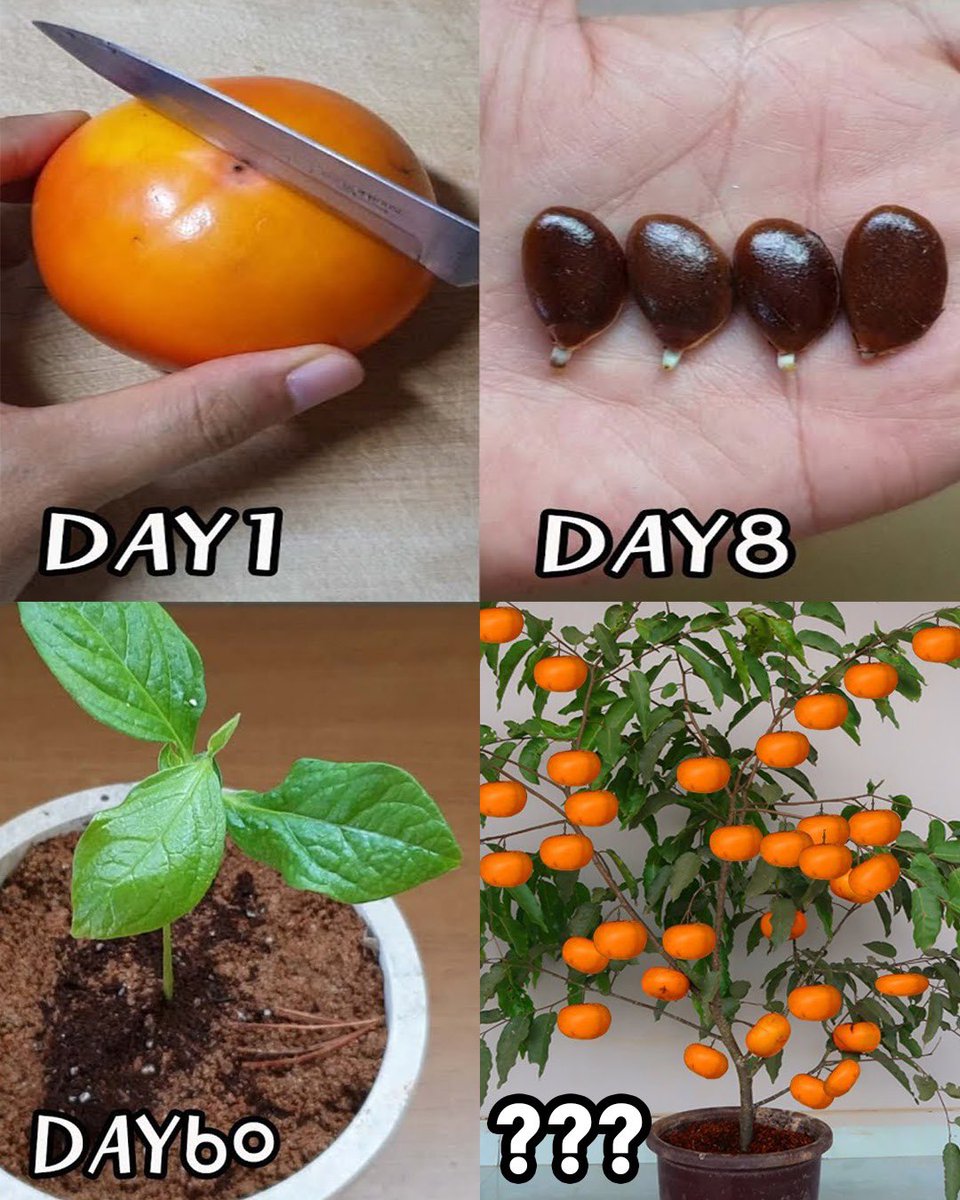 Potting Persimmons: Growing Top-Quality Fruit from Seeds in Pots 🌱🍊 Dive into our comprehensive guide in the first comment below! 💬📖 #PersimmonGrowing #PottedFruitTrees #DIYGarden #FruitfulHarvest