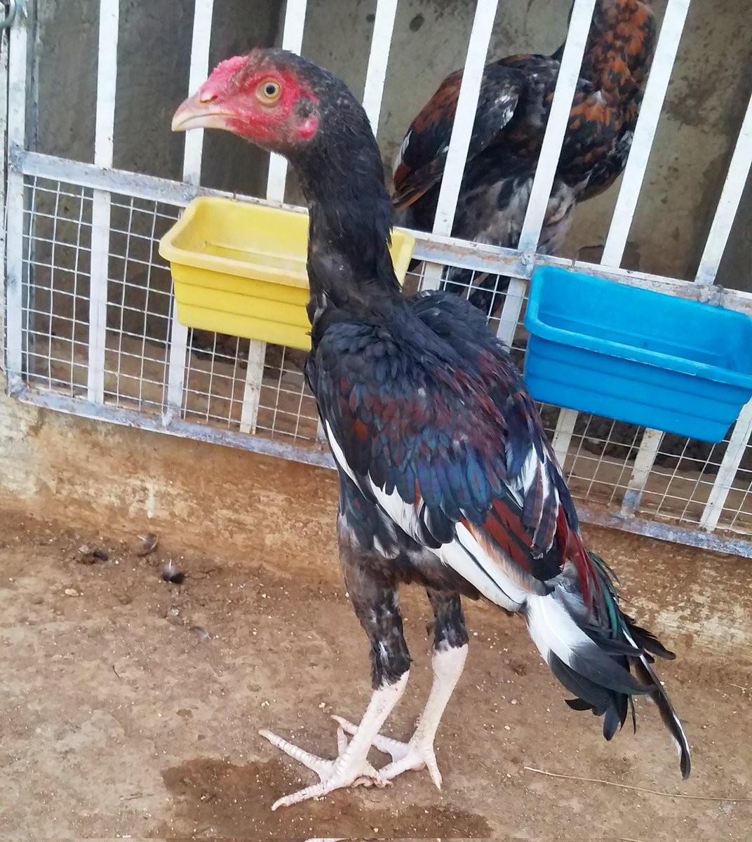 uobirds's tweet image. #aseel