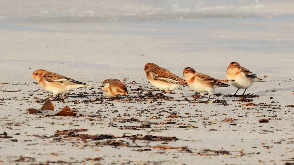 Lovely start to the New Year with sunshine and light winds. A walk up the beach at Eoligarry produced 8 Snow Buntings: they've been scarce here this winter. Went to look for the Rook nearby and was surprised to find 4 of them plus a Carrion Crow, both less than annual on Barra.