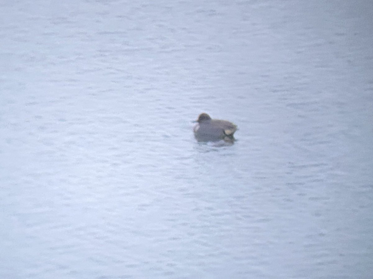 LayoverBirder's tweet photo. Ah January 1, when every bird is a year bird! Ruddy ducks and a green-wing teal at New York LaGuardia airport. #birdwatching #AirportBirds #BirdsSeenIn2024 https://t.co/TQBgg9ZwCX