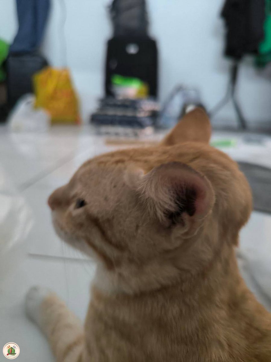 KochengFess v2 tweet media