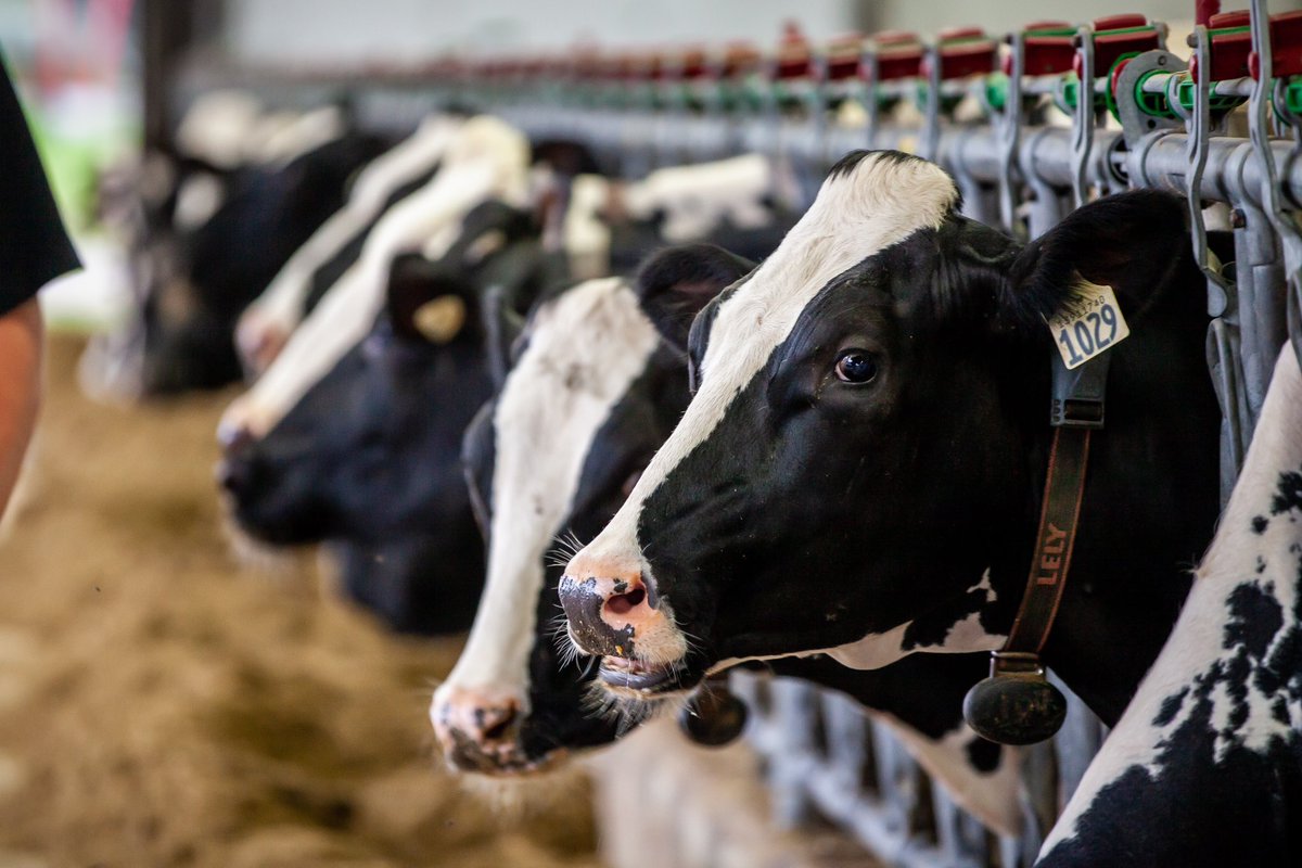Happy New Year from all of us at Golden Bay Dairy!
#familylife#peiag#dairy