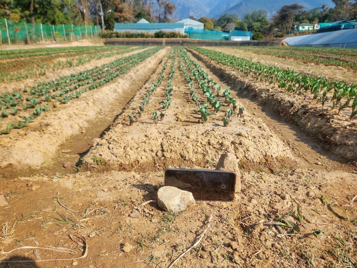 Yesterday, the Project has been initiated. Get ready for a big surprize this year.
Need the support throughout this period... <a href="/Bhavya100/">Bhavya Bhargava</a> <a href="/CSIR_IHBT/">CSIR-Institute of Himalayan Bioresource Technology</a>    
<a href="/CSIR_IND/">CSIR, India</a> 
#Tulips #MissionFloriculture
#CSIR #tulip #nature #videography #NaturePhotography #vision #palampur