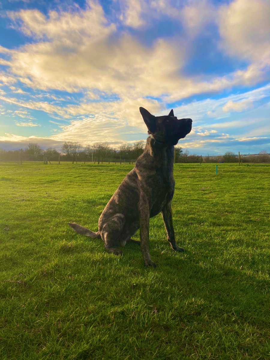 1st Jan 2024 💙

#dogs #doglover #dogsuk #gooddog #january #January1st #NewYear #NewYear2024 #newyears #newyearday #Welcome2024 #mali #malinois #dutchie #dutchherder #dutchshepherd #photograph #love