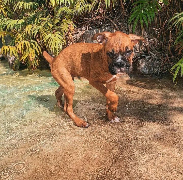 Boxer Lover tweet media