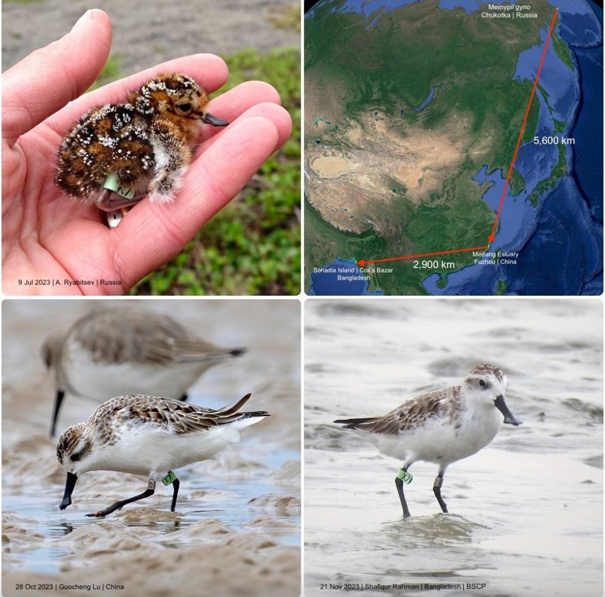 Season's Greetings! Exciting news: Spoonie chick X7 leg-flagged in Far East Russia in July 2023 travelled over 8,500 km, reaching Fujian, China by October and Sonadia Island, Bangladesh by late November 2023. Connecting coasts, mudflats, and people along the way! #SaveSpoonie