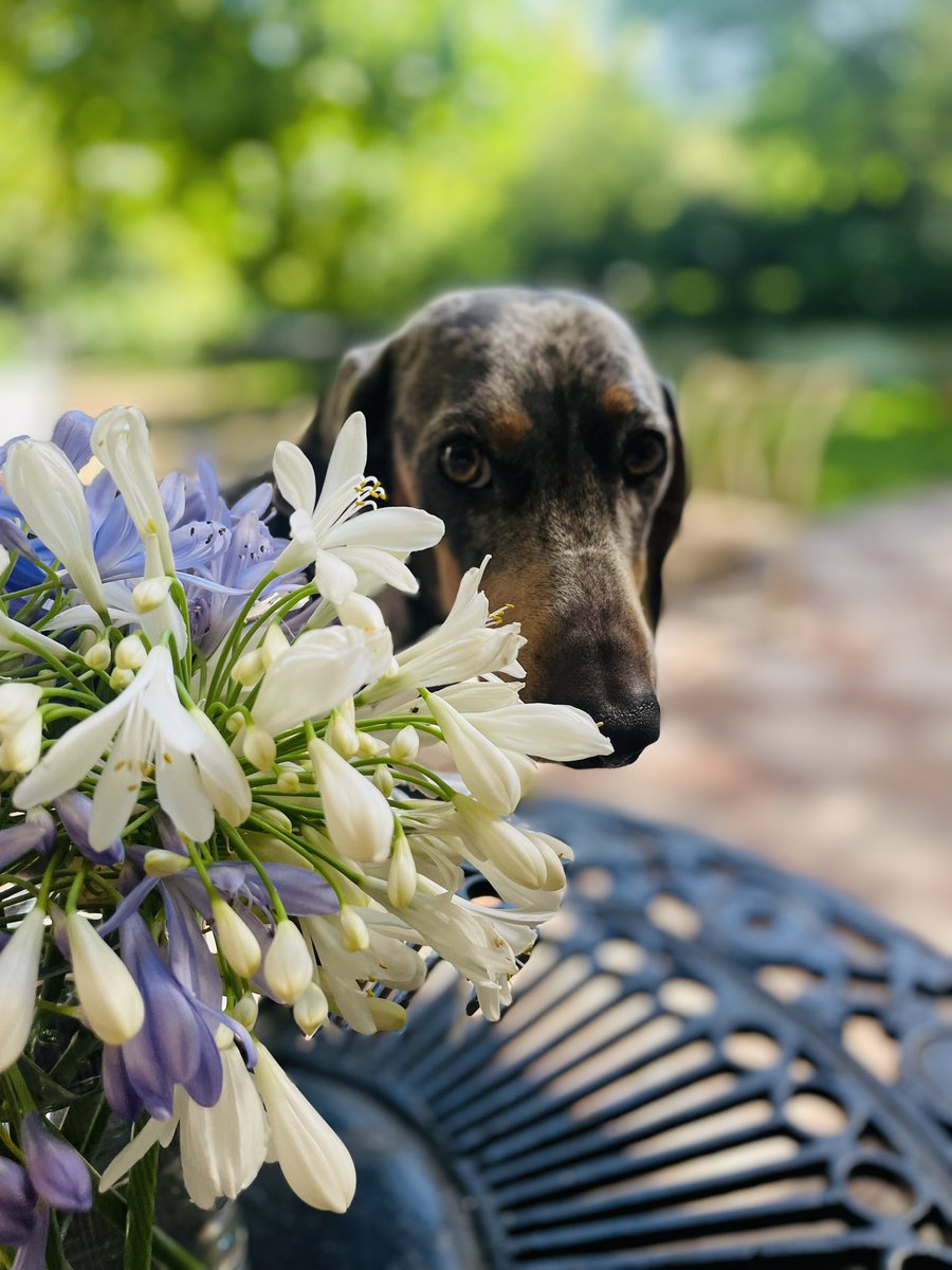 ClauDePizan's tweet photo. ¡Desde el jardín al florero!
Agradecida de Dios, de mi familia, amigos y benefactores.
Deseo que todos tengamos paz y bien en nuestras vidas.
#Agapantos | #Polo https://t.co/NtTJWb0aPw