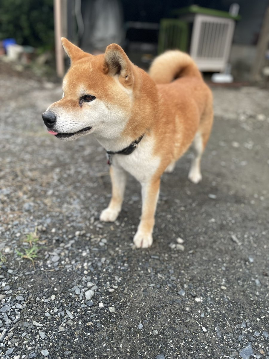 Kotchan191's tweet photo. #犬行方不明
#拡散希望
#犬帰ってこない
#迷い犬
#迷子犬
#柴犬
#茨城県東海村
12/29午前9:30頃
家から飛び出して出ていったきり帰ってきません。柴犬、成犬4歳オス https://t.co/vCOab3cOl7