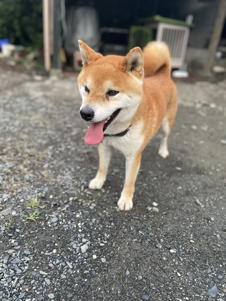 Kotchan191's tweet photo. #犬行方不明
#拡散希望
#犬帰ってこない
#迷い犬
#迷子犬
#柴犬
#茨城県東海村
12/29午前9:30頃
家から飛び出して出ていったきり帰ってきません。柴犬、成犬4歳オス https://t.co/vCOab3cOl7