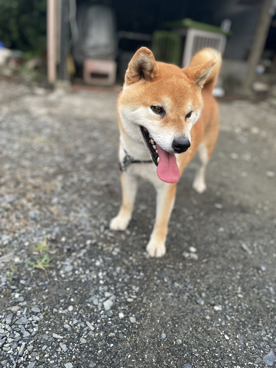 Kotchan191's tweet photo. #犬行方不明
#拡散希望
#犬帰ってこない
#迷い犬
#迷子犬
#柴犬
#茨城県東海村
12/29午前9:30頃
家から飛び出して出ていったきり帰ってきません。柴犬、成犬4歳オス https://t.co/vCOab3cOl7