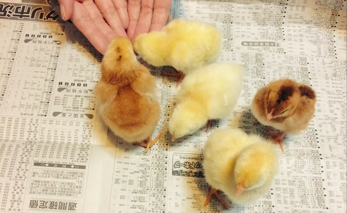 癒しの写真を上げます。