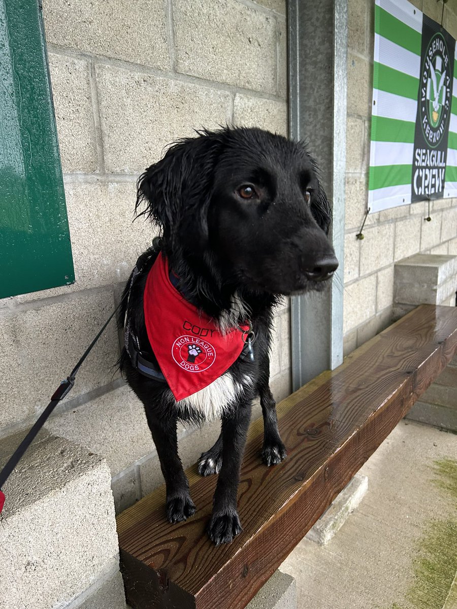 LauraHull1990's tweet photo. Cody watching the pitch inspection at a very wet Mousehole for the @tafclambs game. @nonleaguedogs #nonleaguedogs #nonleaguefootball https://t.co/ceDMVN1Ate
