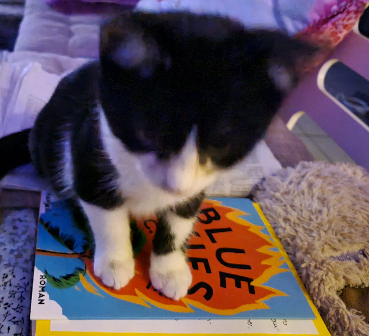 victoriatabink's tweet photo. @tcboyle Mein Vorsatz für 2024: mehr Bücher lesen! Wurde allerdings blockiert... #tcboyle #blueskies https://t.co/sZIvxSxZl4