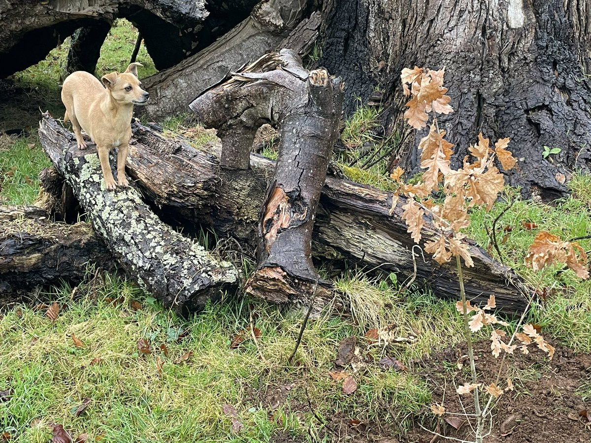 Inca • Worlds Smallest Sheepdog tweet media
