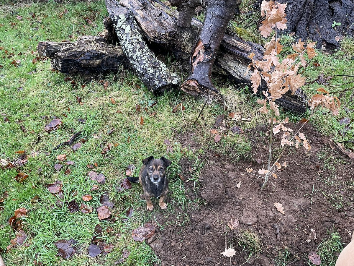 Inca • Worlds Smallest Sheepdog tweet media