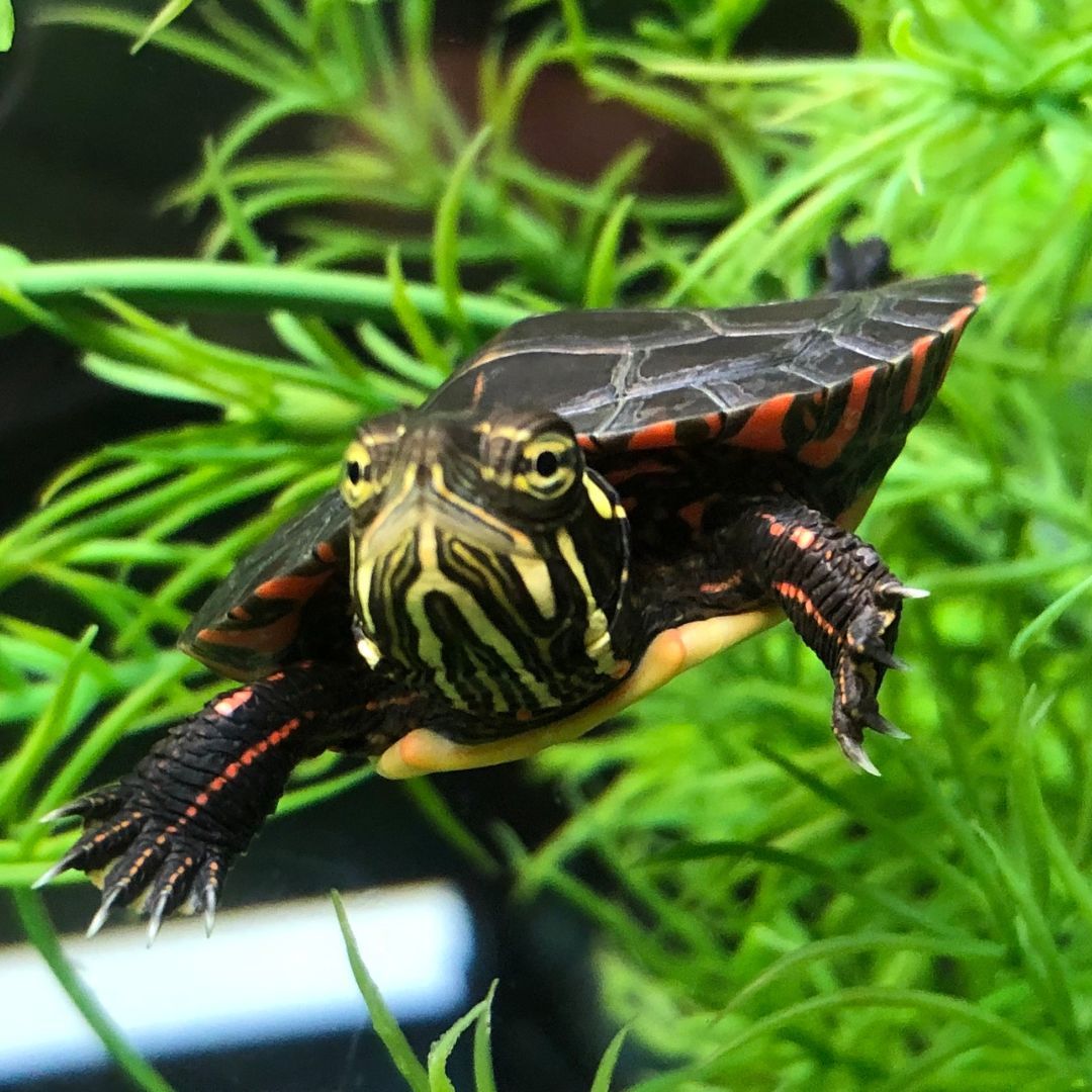 wncnaturecenter's tweet photo. Happy New Year from all of us at the WNC Nature Center. May 2024 go swimmingly! 

As a reminder, the Nature Center will be closed today but open during regular hours on January 2nd.  

Pictured: Frida, an Eastern painted turtle https://t.co/kLdDmGy8VL