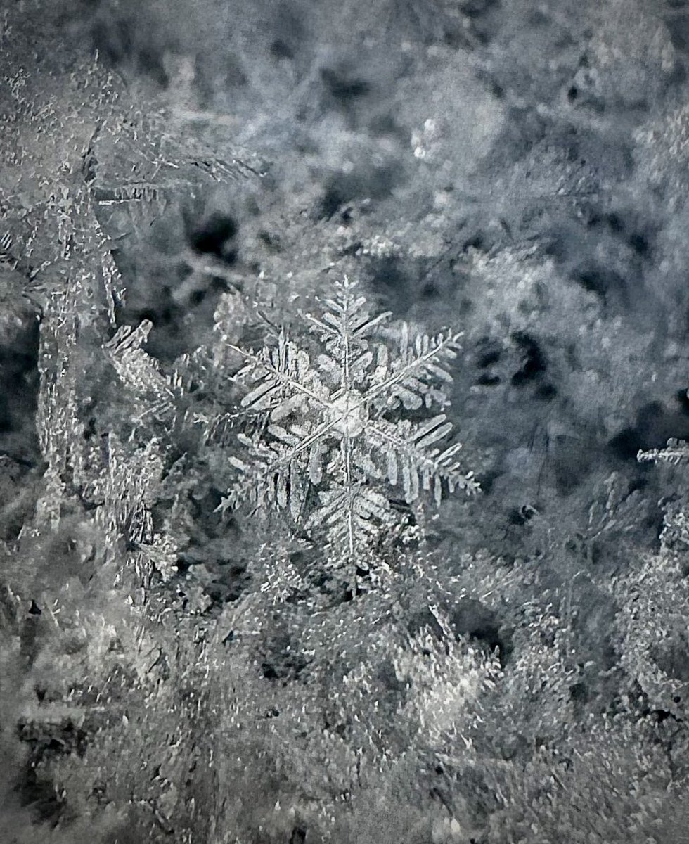 A single Antarctic snowflake ❄️