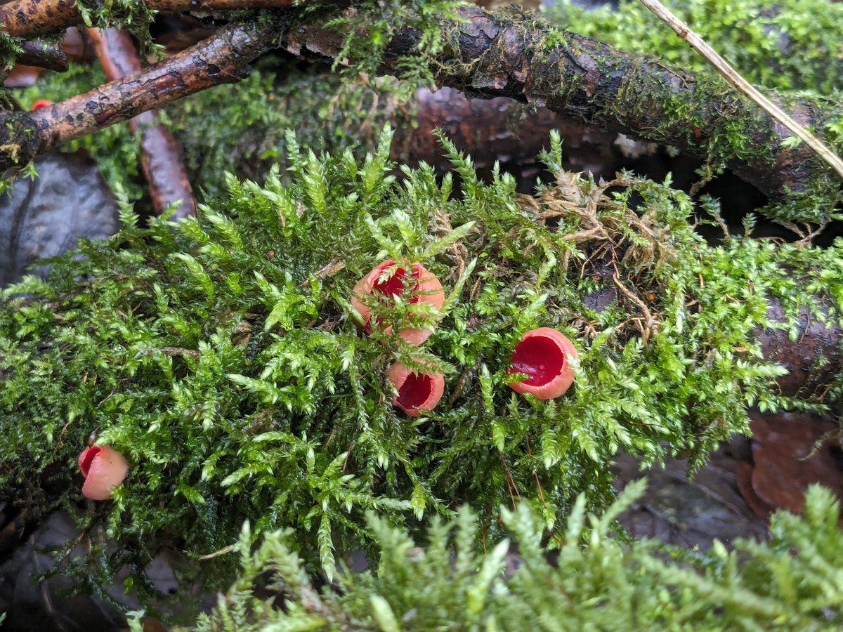 Two-for-one log and scarlet elf cups. A bright start to the new year!
#fungi #Mushroom #mushroommonday #NewYear2024