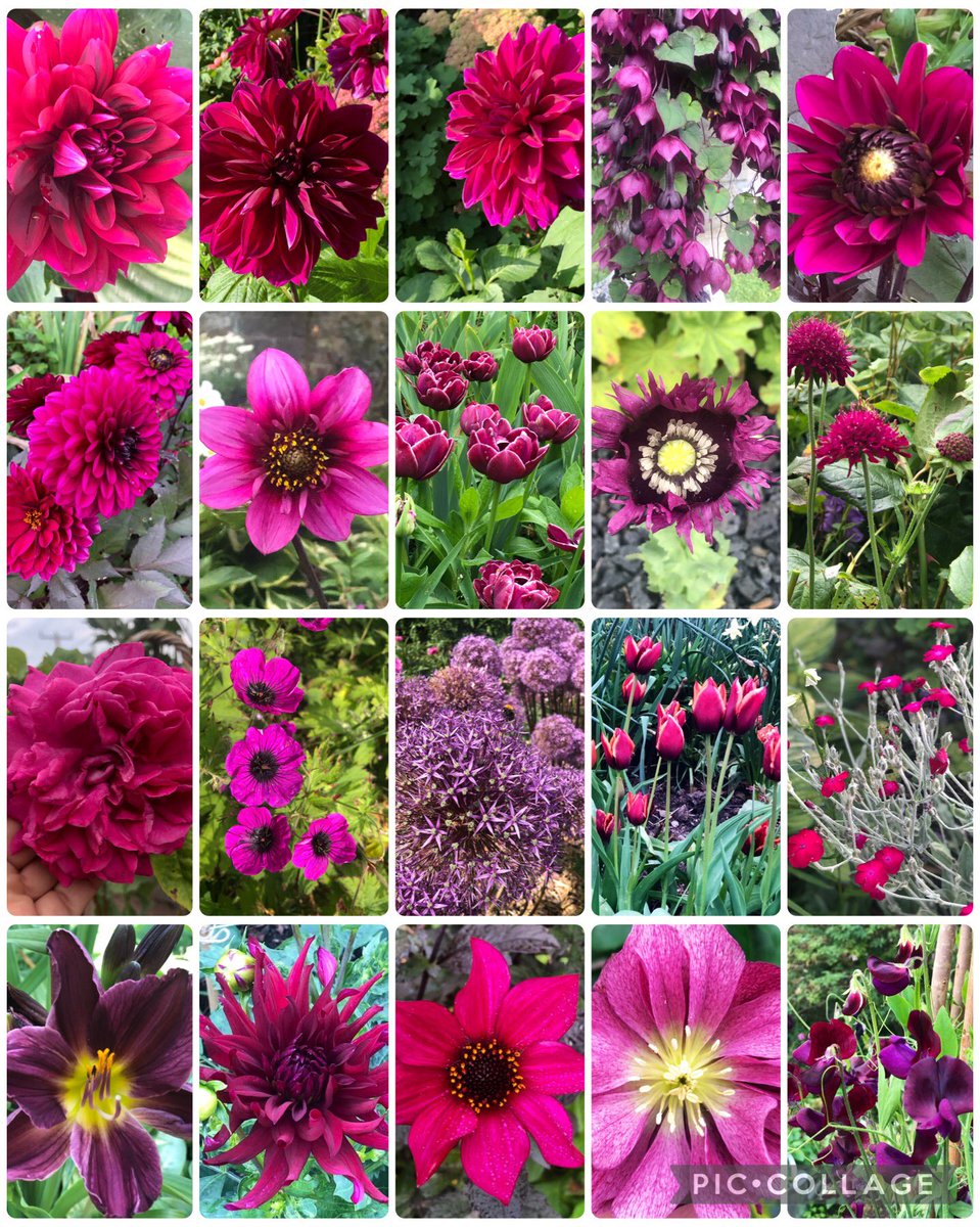 A magnificent mega #MagentaMonday inspired by @JonNormanDesign ~A good review of some of my favourites from 2023 & a nice reminder of what lies ahead in my garden for 2024! #GardeningTwitter