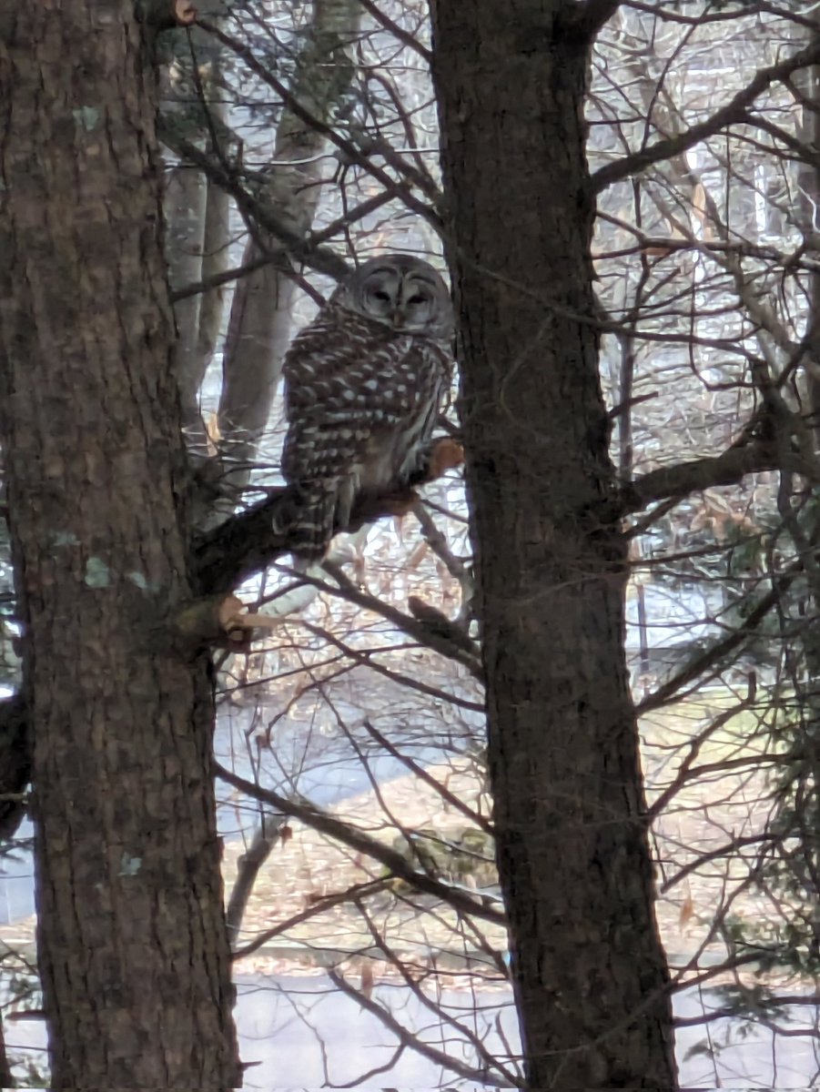 Happy first day of 2024 to all of you! I hope this year brings you the happiness and success you've been looking for, just as it brought me this beautiful owl that I woke up this morning

(It was not as thrilled as I was)