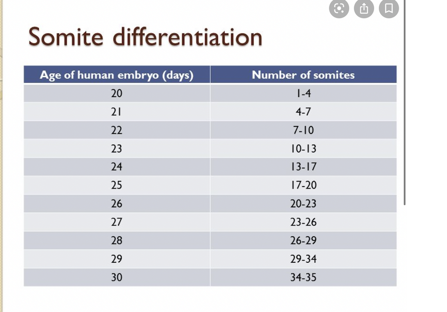 AMartinezArias's tweet photo. Period in #stembryos runs at 5hrs but in the embryo the general consensus is that for the early ss, there are 3 per day., then slows down. This =@ 7/8 hrs period (see Langman’s Med Embryol below). https://t.co/StqrLlG9Ee
